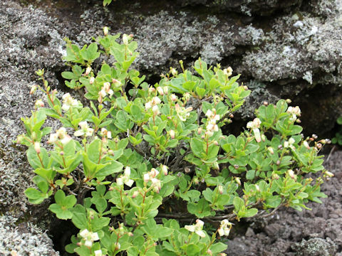 Cladothamnus bracteatus