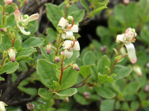 Cladothamnus bracteatus