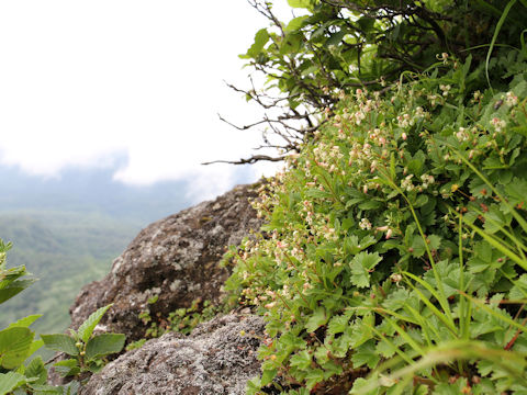 Cladothamnus bracteatus