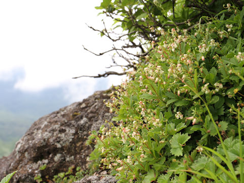 Cladothamnus bracteatus