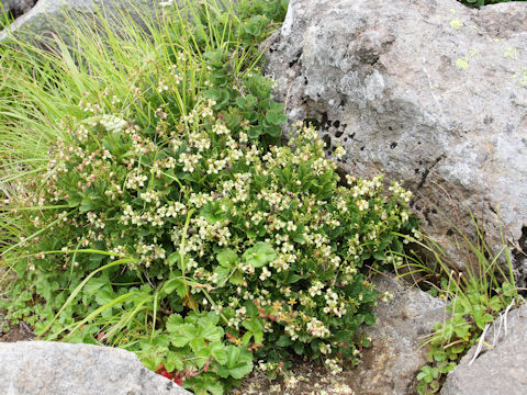 Cladothamnus bracteatus