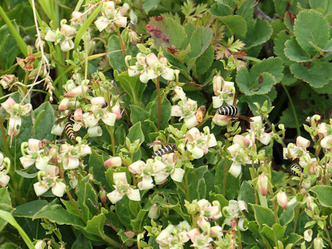 Cladothamnus bracteatus