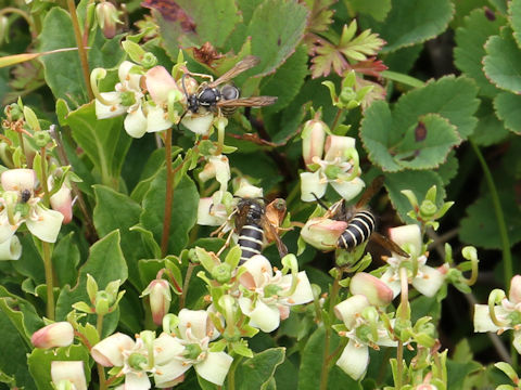 Cladothamnus bracteatus