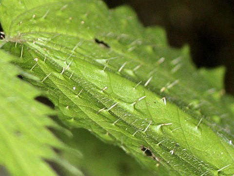 Laportea macrostachya