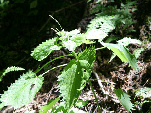 Laportea macrostachya