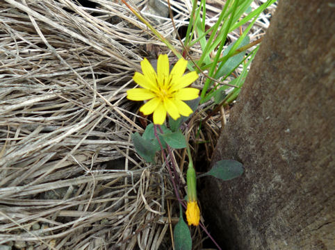 Ixeris stolonifera var. capillaris