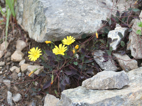 Ixeris stolonifera var. capillaris