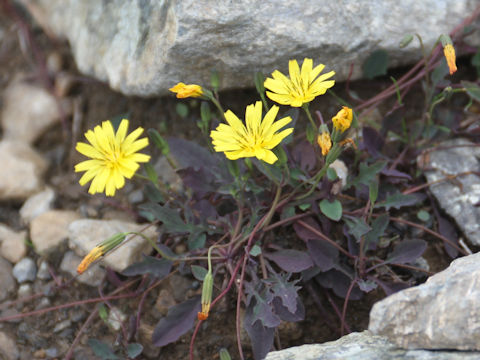 Ixeris stolonifera var. capillaris