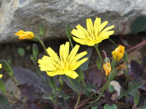 Ixeris stolonifera var. capillaris