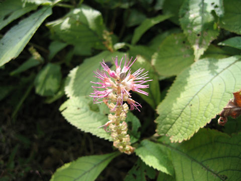 Leucosceptrum srellipilum