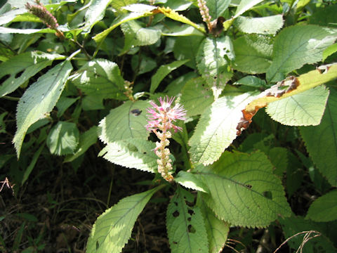 Leucosceptrum stellipilum