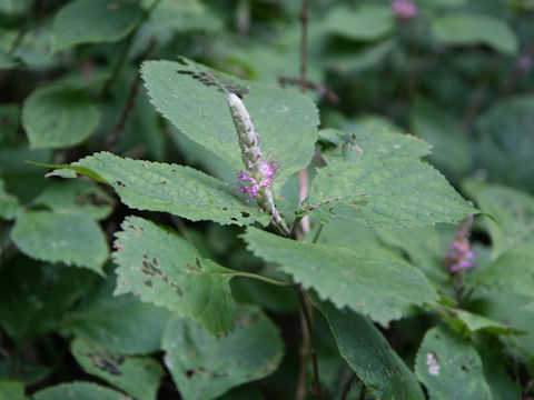 Leucosceptrum srellipilum