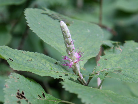 Leucosceptrum srellipilum