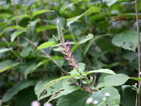 Leucosceptrum srellipilum