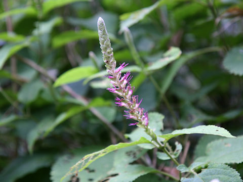Leucosceptrum stellipilum
