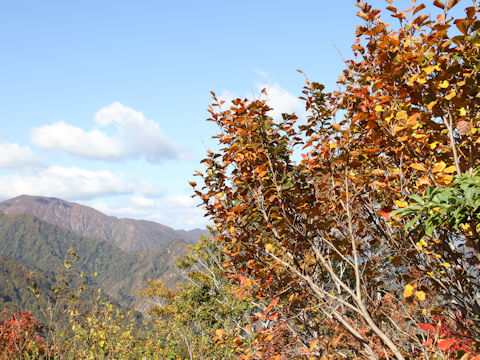 Alnus fauriei