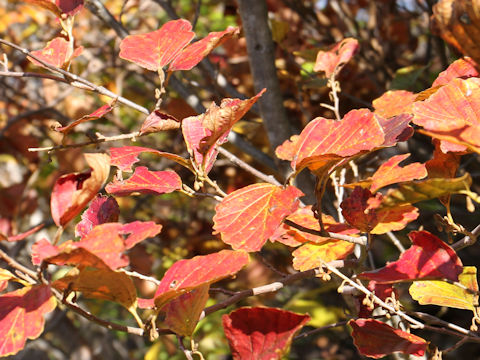 Alnus fauriei