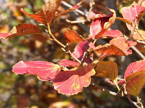 Alnus fauriei