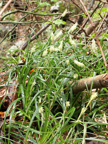 Carex dolichostachya var. glaberrima