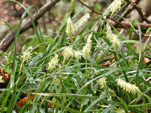 Carex dolichostachya var. glaberrima