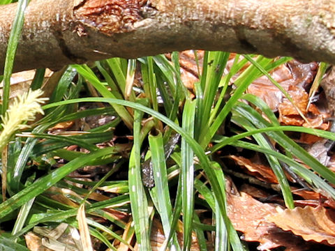 Carex dolichostachya var. glaberrima