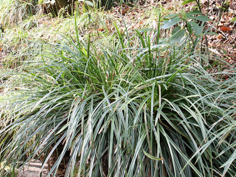 Carex dolichostachya var. glaberrima