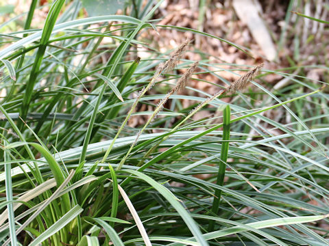 Carex dolichostachya var. glaberrima