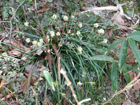 Carex dolichostachya var. glaberrima