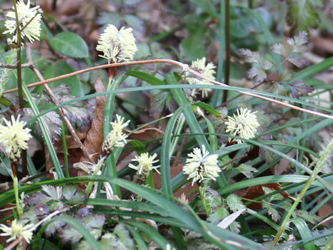 Carex dolichostachya var. glaberrima