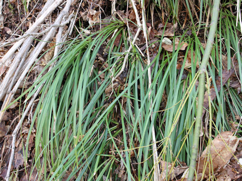 Carex dolichostachya var. glaberrima