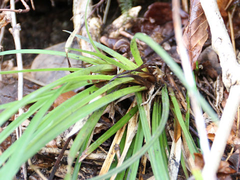 Carex dolichostachya var. glaberrima