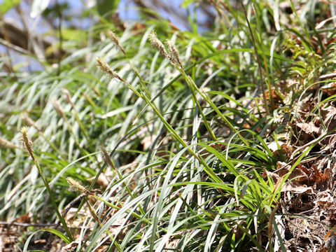 Carex dolichostachya var. glaberrima