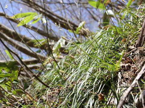 Carex dolichostachya var. glaberrima