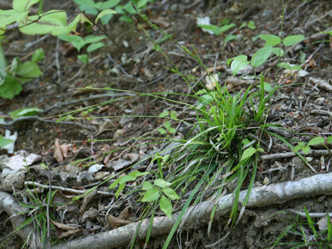 Carex dolichostachya var. glaberrima