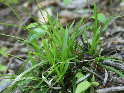 Carex dolichostachya var. glaberrima