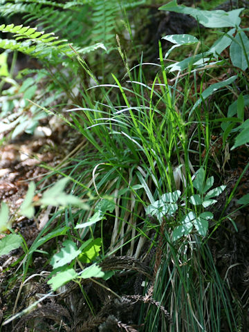 Carex dolichostachya var. glaberrima