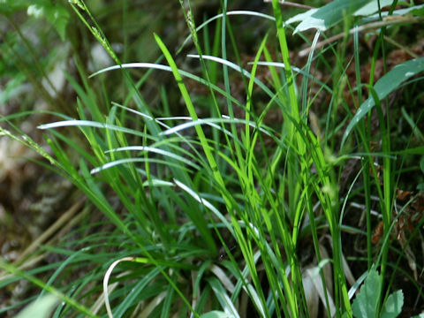 Carex dolichostachya var. glaberrima