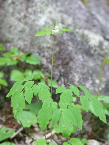 Thalictrum filamentosum var. tenerum