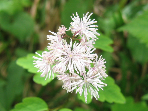 Thalictrum filamentosum var. tenerum