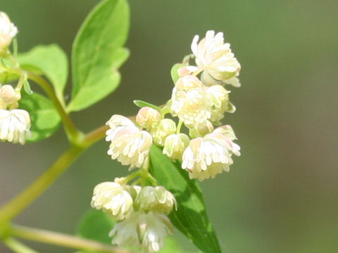 Thalictrum filamentosum var. tenerum