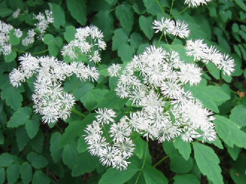 Thalictrum filamentosum var. tenerum