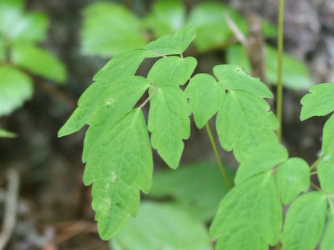 Thalictrum filamentosum var. tenerum