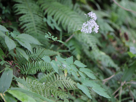 Thalictrum filamentosum var. tenerum