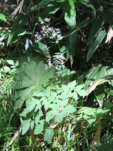 Thalictrum filamentosum var. tenerum