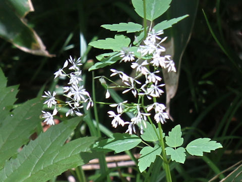 Thalictrum filamentosum var. tenerum