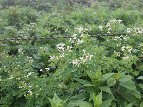 Thalictrum filamentosum var. tenerum