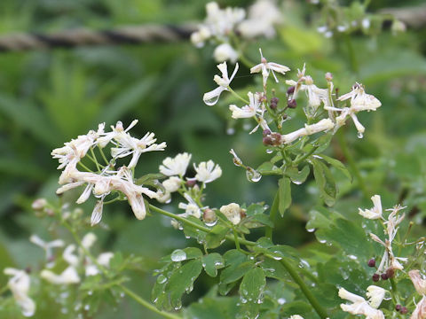 Thalictrum filamentosum var. tenerum