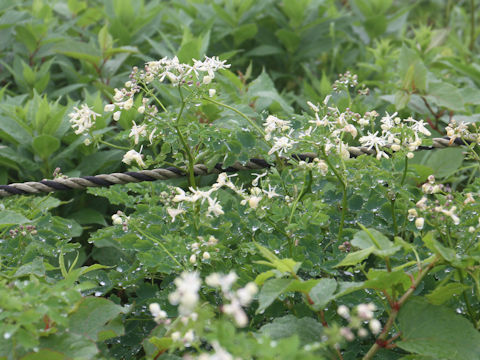 Thalictrum filamentosum var. tenerum