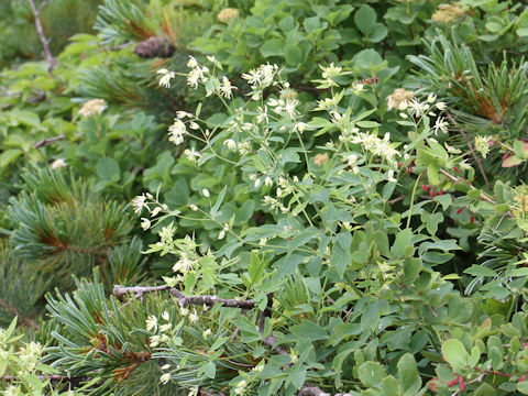 Thalictrum filamentosum var. tenerum