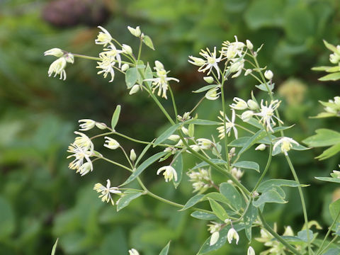 Thalictrum filamentosum var. tenerum